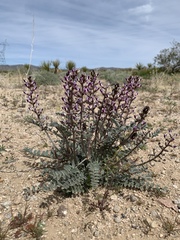 Astragalus layneae