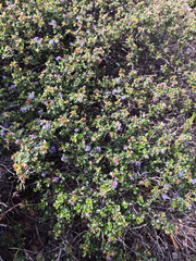 Ceanothus foliosus foliosus