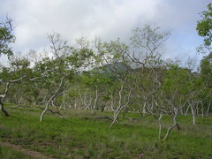 Eucalyptus alba