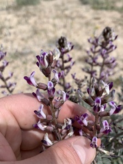 Astragalus layneae