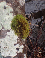 Ulota obtusiuscula