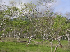 Eucalyptus alba