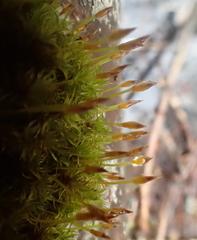 Ulota obtusiuscula