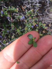 Ceanothus foliosus foliosus