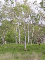 Eucalyptus alba