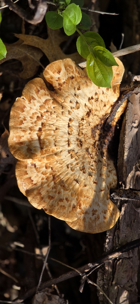 Cerioporus squamosus · May 2026 · photo: © wf_mi (iNaturalist, cc-by)