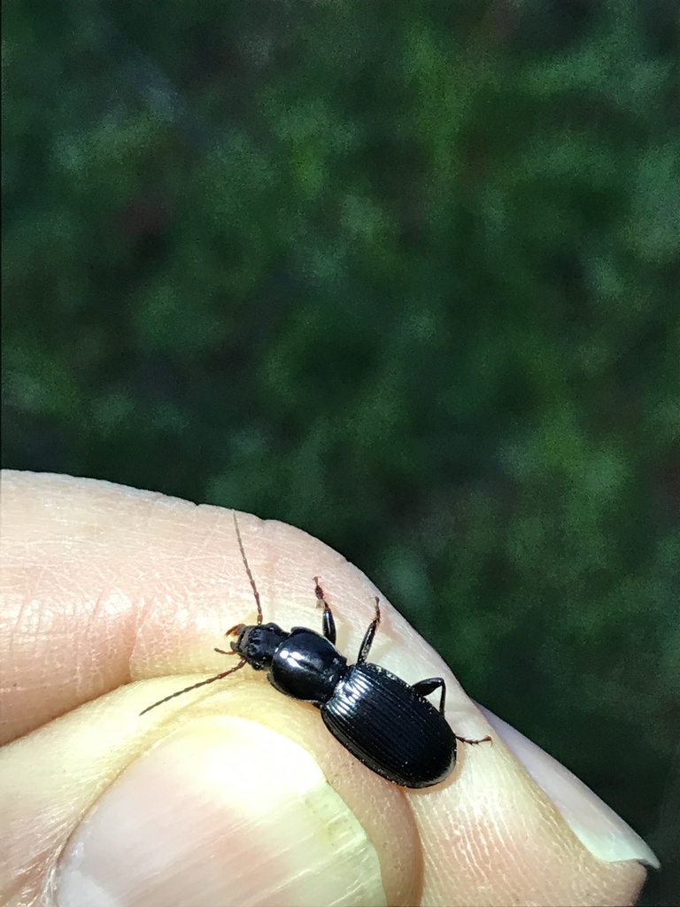 Pterostichus panticulatus