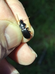 Pterostichus vicinus