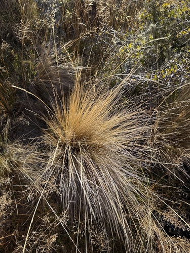 Festuca novae-zelandiae, photograph 1