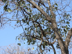 Ficus cotinifolia