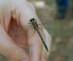 Phanogomphus oklahomensis