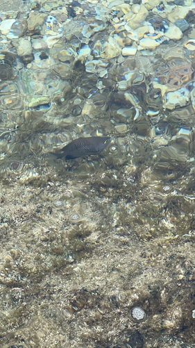 Plectroglyphidodon marginatus