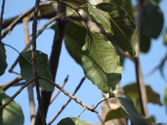 Ficus cotinifolia