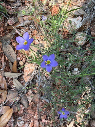 Giliastrum rigidulum, photograph 6
