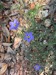 Giliastrum rigidulum, photograph (c) IDClaire, some rights reserved (CC BY)