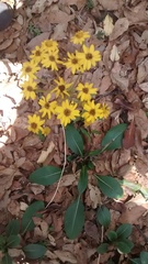 Packera toluccana