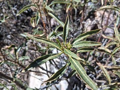 Eriodictyon trichocalyx, photograph author not stated, no rights reserved