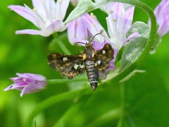Thyris maculata