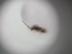 Entomobrya atrocincta