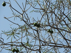 Cascabela thevetioides