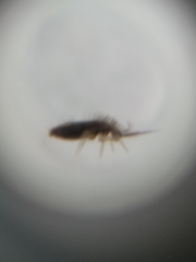 Entomobrya atrocincta