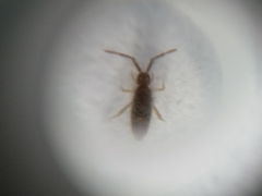 Entomobrya atrocincta