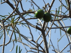 Cascabela thevetioides