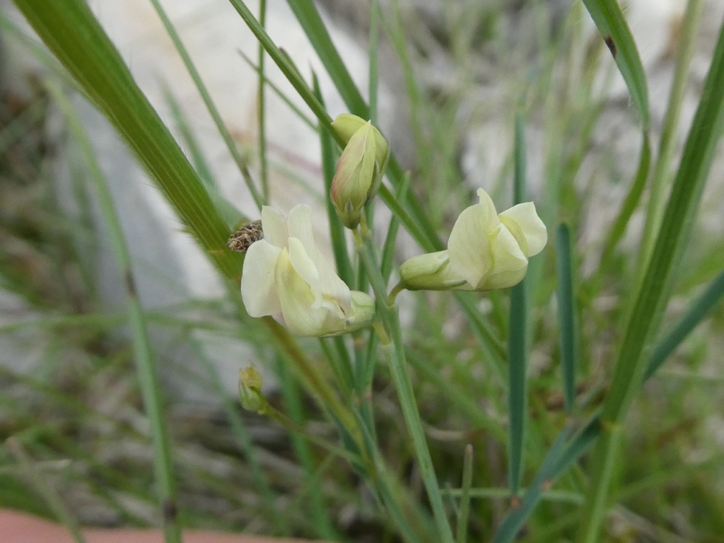 Lathyrus pannonicus; photograph (c) Bernd De Bosscher, some rights reserved (CC BY)