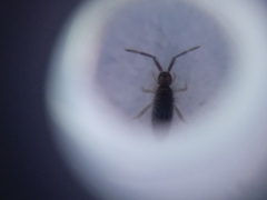 Entomobrya atrocincta