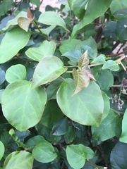 Bougainvillea