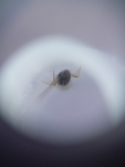 Entomobrya atrocincta