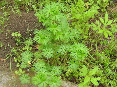 Geranium carolinianum carolinianum
