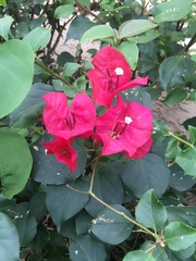 Bougainvillea