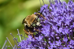Svastra obliqua expurgata