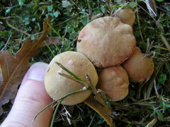 Xerocomellus ripariellus
