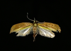 Ypsolopha dentiferella