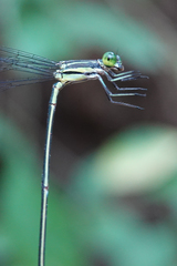 Mecistogaster linearis