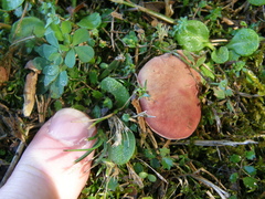 Xerocomellus ripariellus