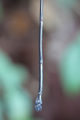 Mecistogaster linearis