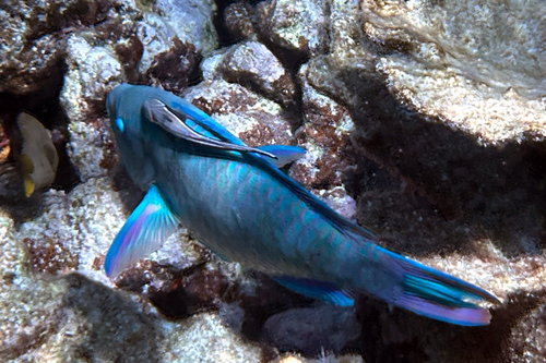 Scarus vetula