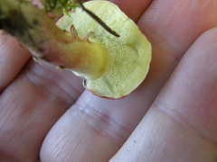Xerocomellus ripariellus
