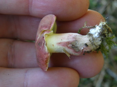 Xerocomellus ripariellus