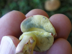 Xerocomellus ripariellus