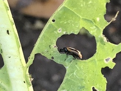 Microtheca ochroloma