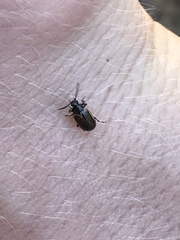 Microtheca ochroloma