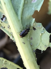 Microtheca ochroloma