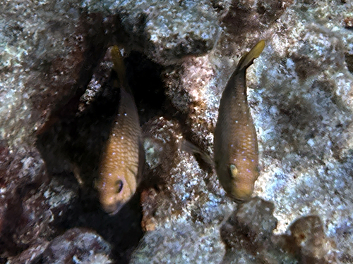 Microspathodon chrysurus