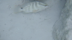 Epinephelus striatus