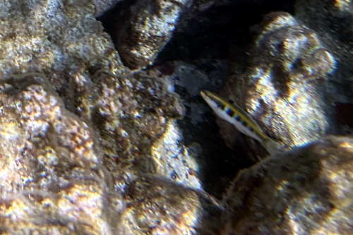 Thalassoma bifasciatum