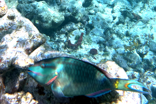 Sparisoma viride